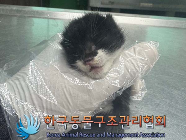 한국동물구조관리협회_411318202400258